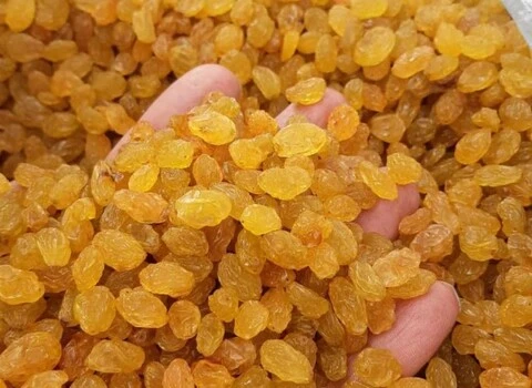 آموزش خرید کشمش طلایی تیزابی صفر تا صد