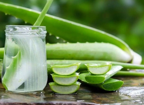 قیمت و خرید گیاه آلوورا خوراکی  با مشخصات کامل