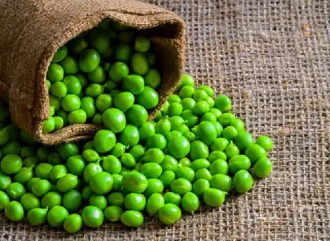 نخود سبز ایرانی همراه با توضیحات کامل و آشنایی