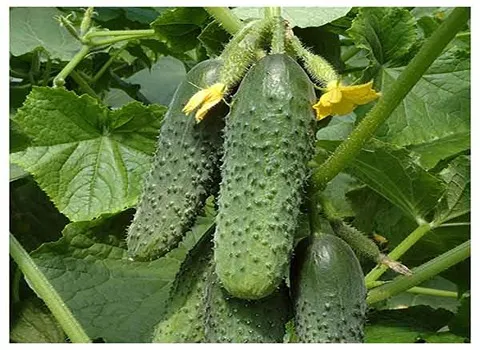 قیمت و خرید خیار گلخانه ای تازه با مشخصات کامل