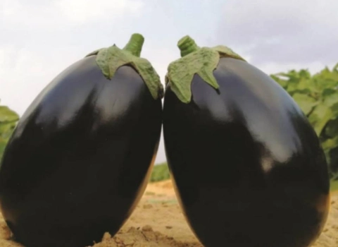 لیست قیمت بادمجان دلمه ای ارگانیک به صورت عمده و با صرفه