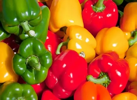 راهنمای خرید فلفل دلمه ای رنگی با شرایط ویژه و قیمت استثنایی