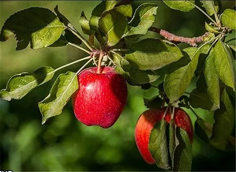 خرید عمده سیب درختی نهاوند با بهترین شرایط