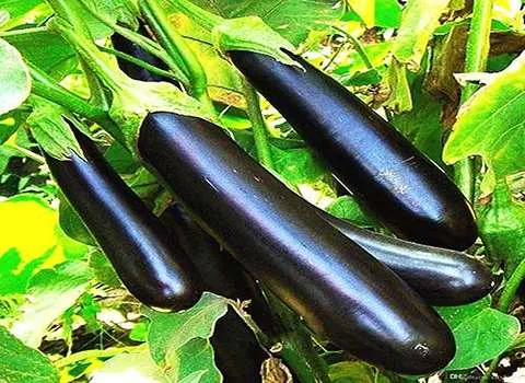 لیست قیمت بادمجان قلمی سیاه به صورت عمده و با صرفه