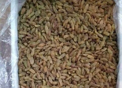 خرید عمده کشمش سبز قلمی با بهترین شرایط