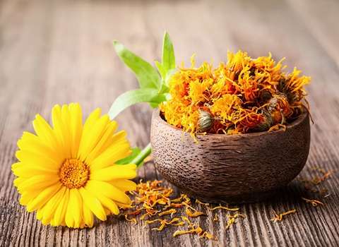 گیاه دارویی همیشه بهار همراه با توضیحات کامل و آشنایی