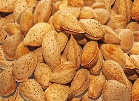 راهنمای خرید بادام درختی محلی با شرایط ویژه و قیمت استثنایی