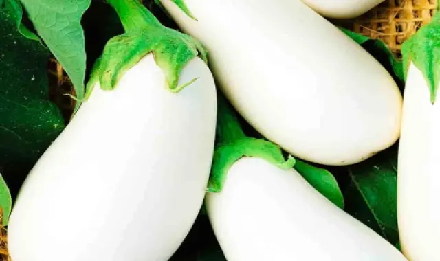 مشخصات  بادمجان قلمی سفید و نحوه خرید عمده