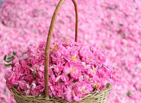 آموزش خرید گل محمدی اصفهان صفر تا صد