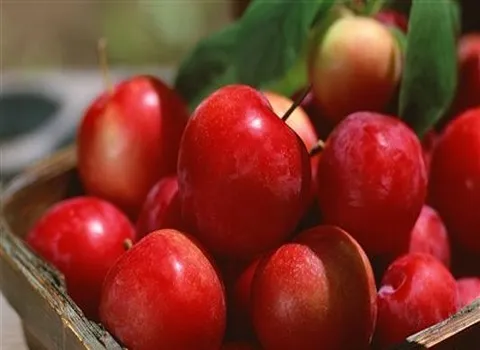 خرید آلوچه ترش قرمز با بهترین شرایط
