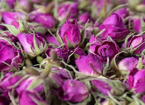 راهنمای خرید غنچه گل محمدی گلستان با شرایط ویژه و قیمت استثنایی