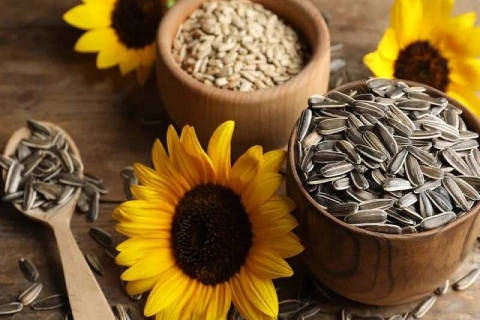 تخمه آفتابگردان زعفرانی آشنایی صفر تا صد قیمت خرید عمده