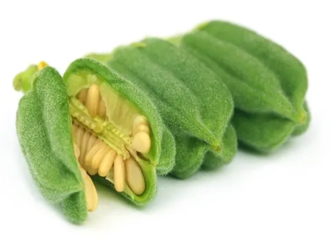 راهنمای خرید تخم کنجد سفید ایرانی با شرایط ویژه و قیمت استثنایی