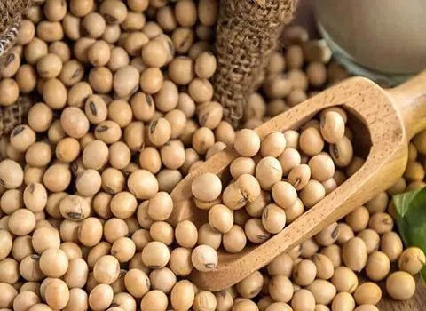 خرید عمده خوراک طیور سویا با بهترین شرایط