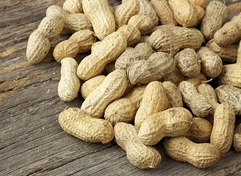 راهنمای خرید بادام زمینی آستانه با شرایط ویژه و قیمت استثنایی