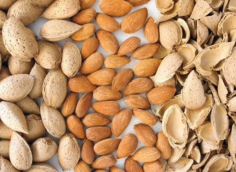 راهنمای خرید بادام درختی شهرکرد با شرایط ویژه و قیمت استثنایی