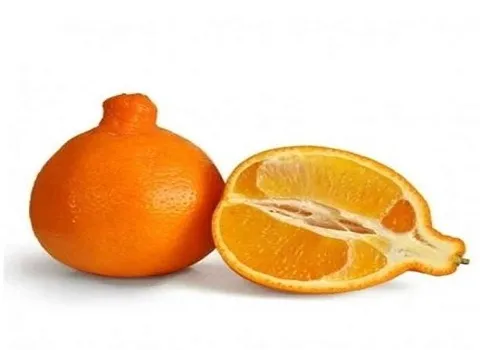 راهنمای خرید نارنگی گلابی شکل با شرایط ویژه و قیمت استثنایی