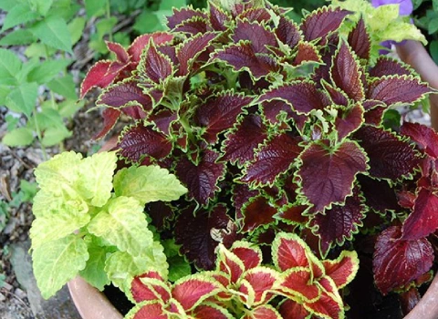 راهنمای خرید گل آپارتمانی چند رنگ با شرایط ویژه و قیمت استثنایی