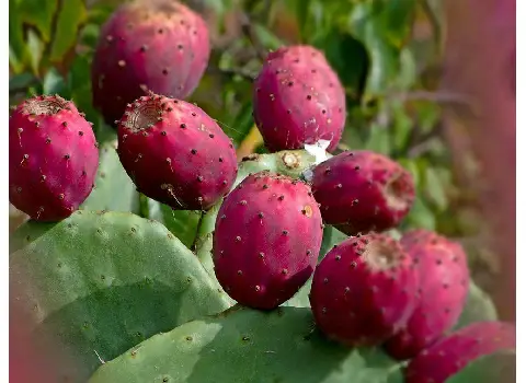 پودر میوه کاکتوس همراه با توضیحات کامل و آشنایی