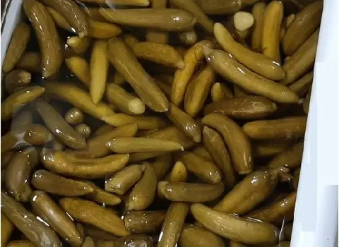 خرید خیارشور حلب عمده با بهترین شرایط