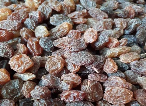 آموزش خرید کشمش سایه خشک بوانات صفر تا صد