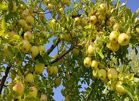 مشخصات سیب درختی شهرکرد و نحوه خرید عمده