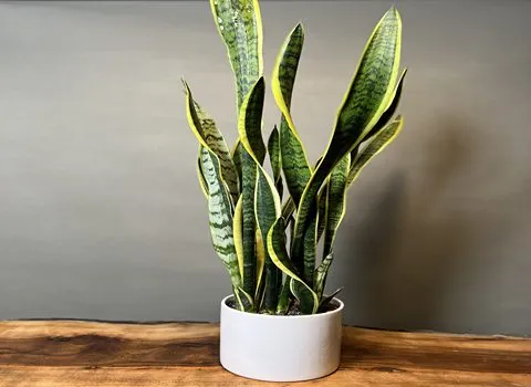 قیمت خرید عمده گیاه سانسوریا ابلق ارزان و مناسب