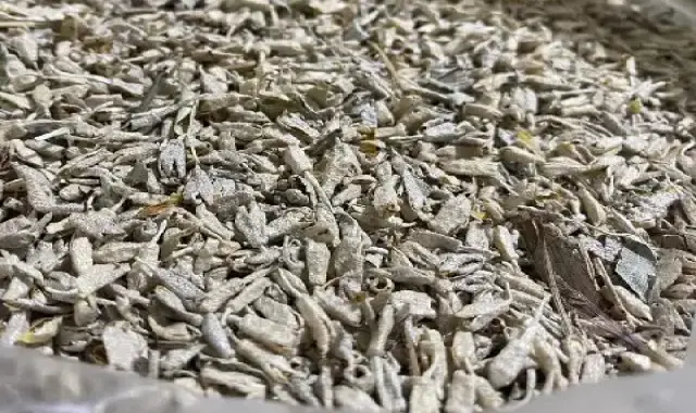 پودر گل سنجد همراه با توضیحات کامل و آشنایی