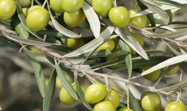 قیمت خرید عمده زیتون سبز مشهد ارزان و مناسب