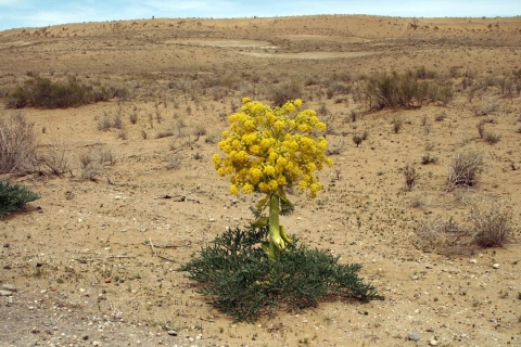 لیست قیمت داروی گیاهی آنغوزه به صورت عمده و با صرفه