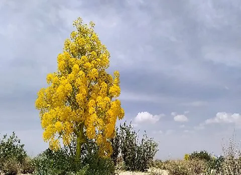 شیره انغوزه افغانستان همراه با توضیحات کامل و آشنایی