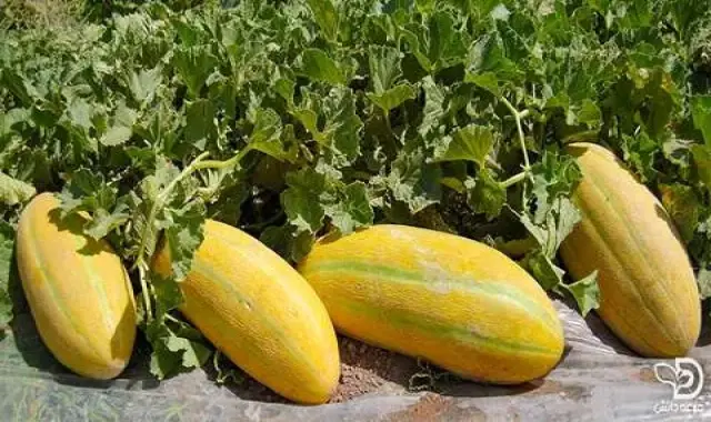 آموزش خرید خربزه مشهدی اصل صفر تا صد