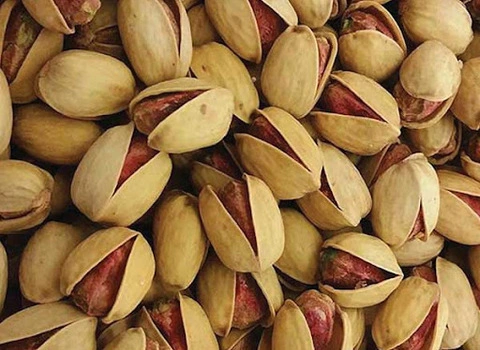 خرید عمده پسته فندقی شور با بهترین شرایط