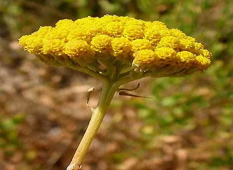 لیست قیمت گیاه بومادران زرد به صورت عمده و با صرفه