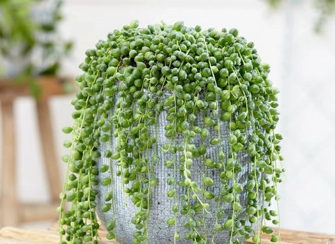 قیمت و خرید گیاه کاکتوس غوره ای با مشخصات کامل