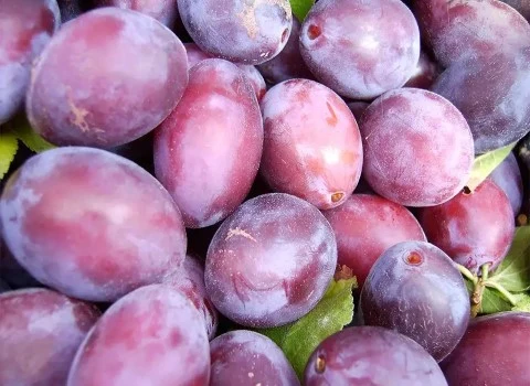 قیمت و خرید آلو بخارا خرمایی با مشخصات کامل