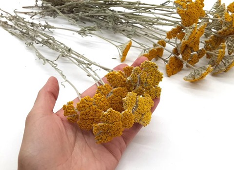 راهنمای خرید بومادران خشک شده با شرایط ویژه و قیمت استثنایی