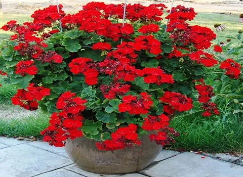 آموزش خرید گل شمعدانی قرمز صفر تا صد