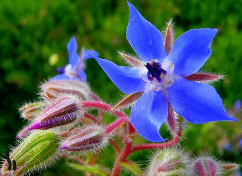 قیمت و خرید گیاه گل گاو زبان اروپایی با مشخصات کامل