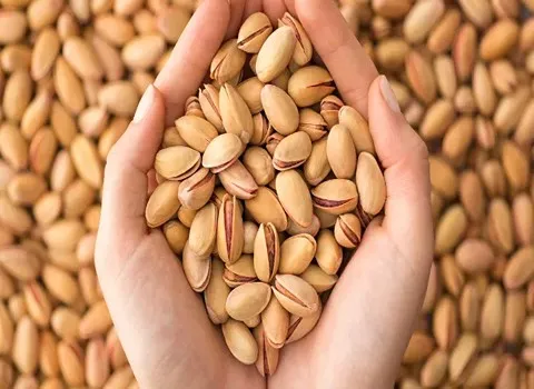 قیمت و خرید بهترین پسته کله قوچی درجه یک + فروش ارزان