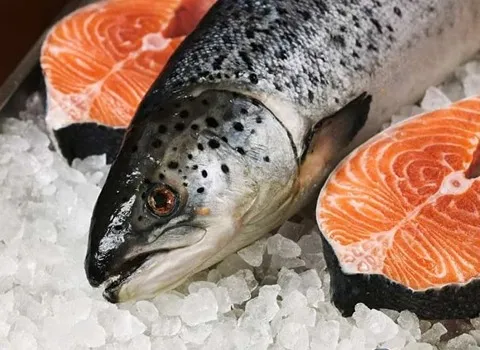 ماهی سالمون قرمز؛ شمال درمان فشار خون افزایش حافظه