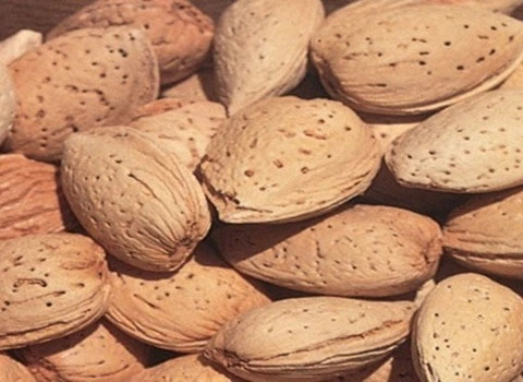 مشخصات بادام درختی تازه و نحوه خرید عمده