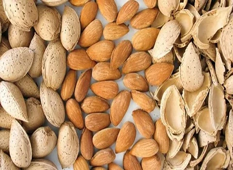 بادام درختی تلخ آشنایی صفر تا صد قیمت خرید عمده