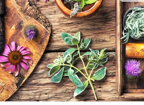 خرید و قیمت روز گیاهان دارویی کوهی