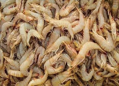 خرید انواع میگو پرورشی بوشهر + قیمت