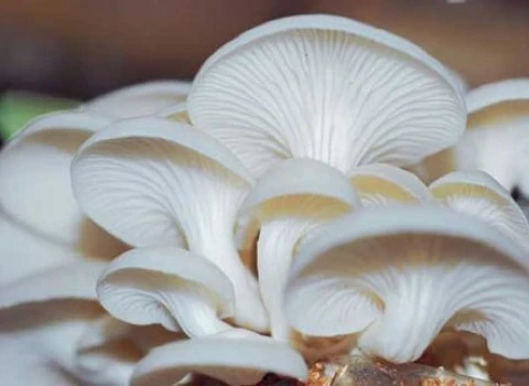 قیمت قارچ صدفی + خرید و فروش قارچ صدفی عمده