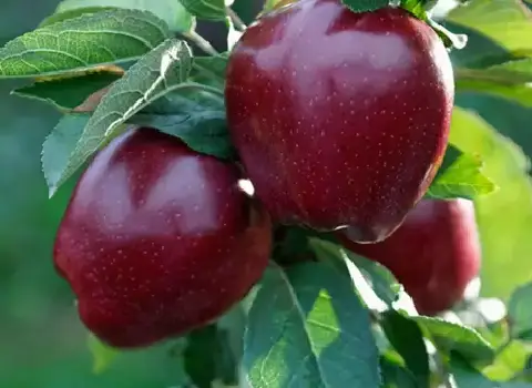 سیب قرمز برای کم خونی + قیمت خرید