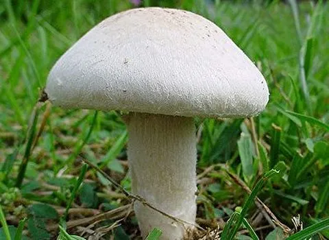 قیمت خرید قارچ خوراکی اصفهان + عکس