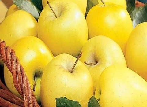 قیمت سیب سفید رنگ + خرید و فروش سیب سفید رنگ عمده