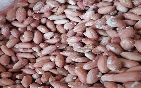 قیمت خرید بادام زمینی ریز آستانه در تهران،مشهد،اصفحان،تبریز